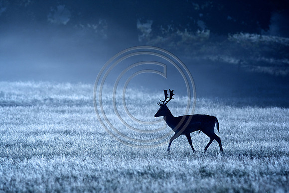 DEER