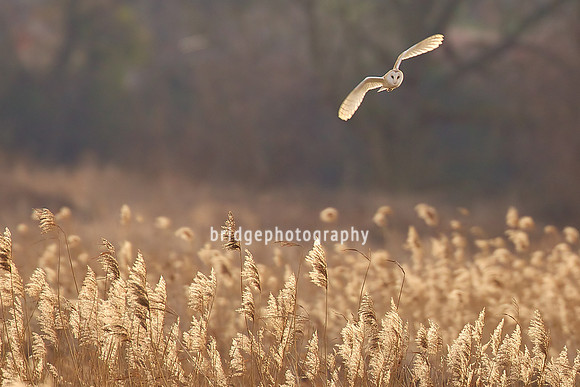 BBC Countryfile Calendar 2013