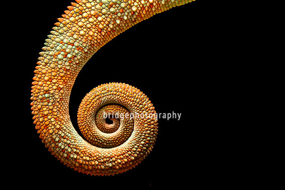 Mark Bridger bridgephotography