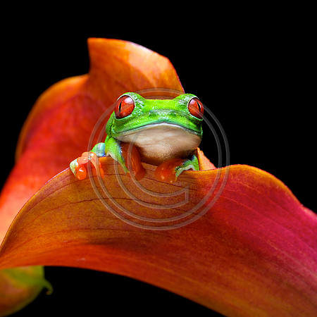 red eye tree frog