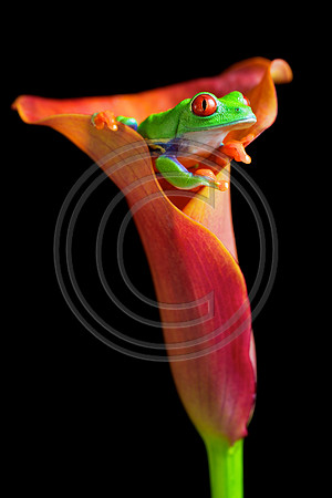 red eye tree frog