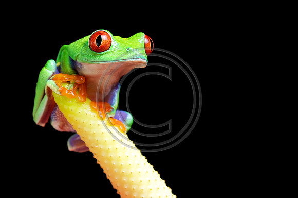 red eye tree frog