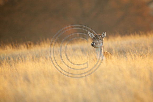 DEER