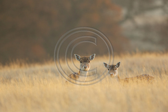 DEER