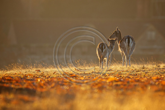 DEER