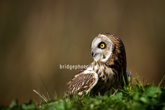 Mark Bridger bridgephotography