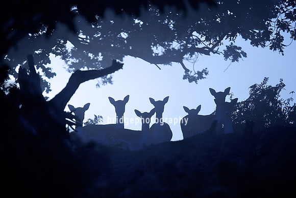 Mark Bridger bridgephotography