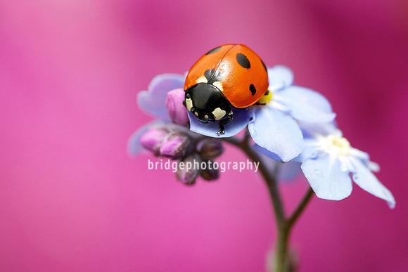 Mark Bridger bridgephotography
