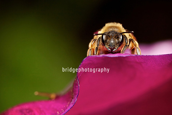 Mark Bridger bridgephotography