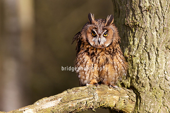 Mark Bridger bridgephotography