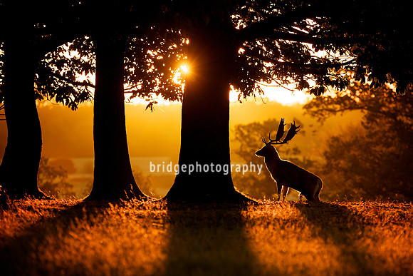 Mark Bridger bridgephotography