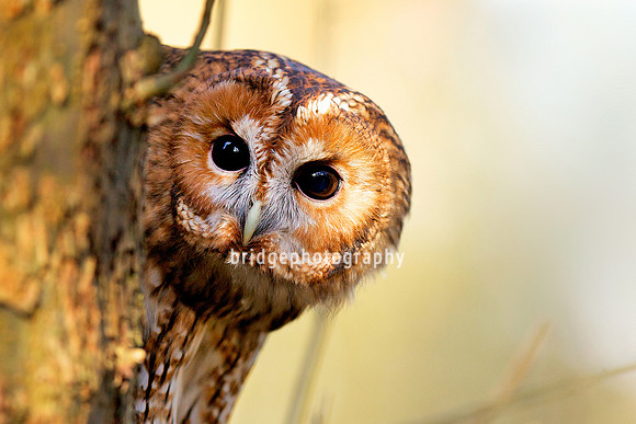 Mark Bridger bridgephotography