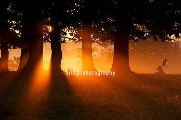 Mark Bridger bridgephotography