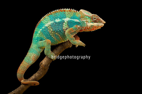 Mark Bridger bridgephotography