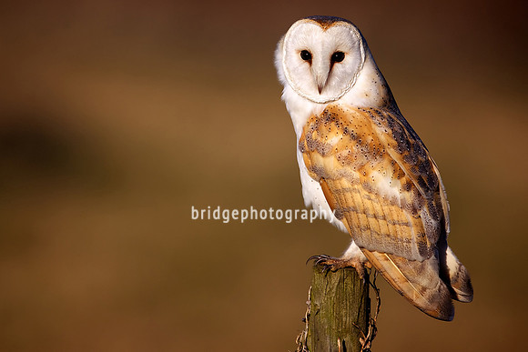 Mark Bridger bridgephotography