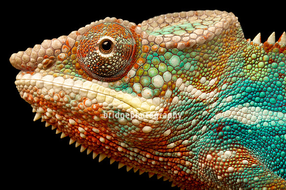 Mark Bridger bridgephotography