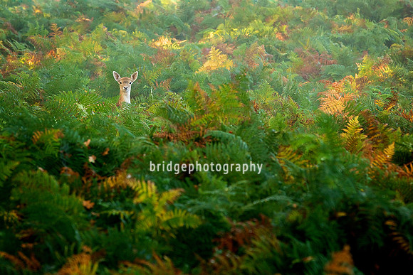 Mark Bridger bridgephotography